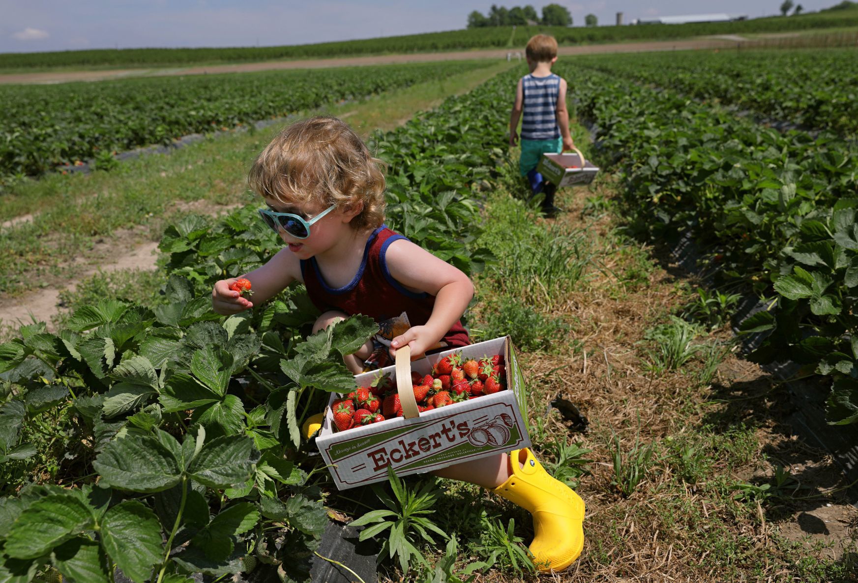 Strawberry picking season